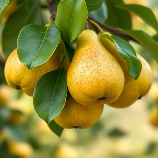 Birne "Köstliche aus Charneux" - einjährige Obstpflanze ideal zur Spalier-Erziehung