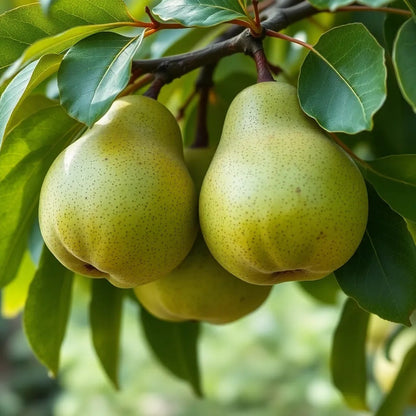 Birne "Champagnerbratbirne" - einjährige Obstpflanze ideal zur Säulen-Erziehung