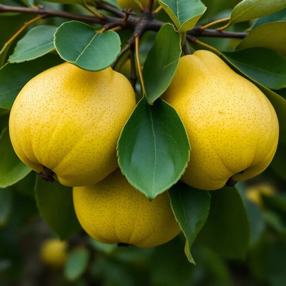 Quitte "Lescovak" - einjährige Obstpflanze ideal zur Säulen-Erziehung