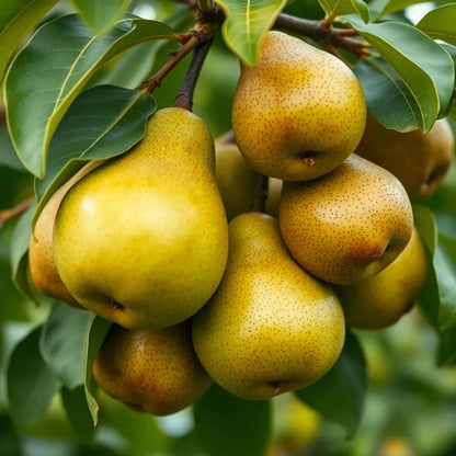 Birne "Champagnerbratbirne" - einjährige Obstpflanze ideal zur Säulen-Erziehung