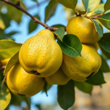 Quitte "Bereczki Birnenquitte" - einjährige Obstpflanze ideal zur Spalier-Erziehung