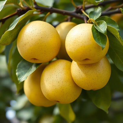 Nashi Birne "Nijisseiki" - einjährige Obstpflanze ideal zur Säulen-Erziehung