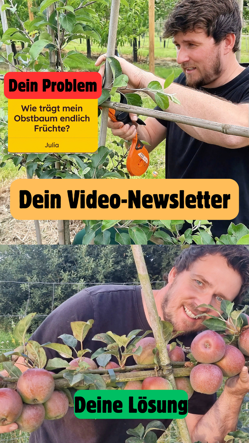 So funktioniert dein Video-Newsletter