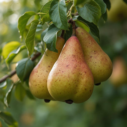Birne "Gute Luise" - einjährige Obstpflanze ideal zur Säulen-Erziehung