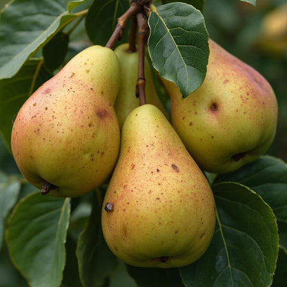 Birne "Clapps Liebling" - einjährige Obstpflanze ideal zur Säulen-Erziehung