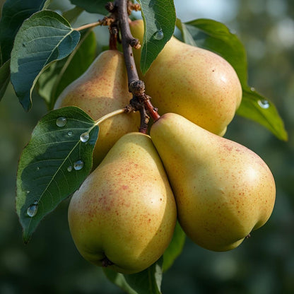 Birne "Clapps Liebling" - einjährige Obstpflanze ideal zur Säulen-Erziehung