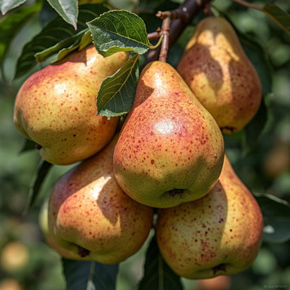 Birne "Gute Luise" - einjährige Obstpflanze ideal zur Säulen-Erziehung
